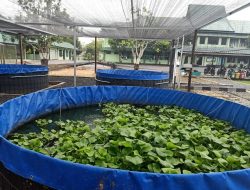 Kodim 1010 Tapin Budidayakan Ikan Sistem Bioflok