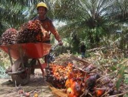 Adanya Dugaan Kecurangan Perusahaan Sawit Kepada Pekerja, 242 Buruh Laporkan Ke Disnaker