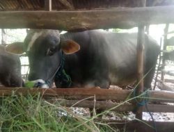 Stok Sapi Di Tapin Cukup Hingga Hari Raya Kurban