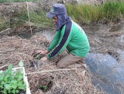 Tapin Terus Tambah Luas Lahan Cabai