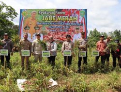 Bupati Laksanakan Panen Raya Jahe Merah