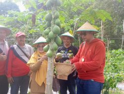 Family Gathering BBPP Binuang Dihiasi Dengan Panen Pepaya Mini