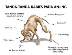 Anjing Serang Warga Ternyata Positif Rabies