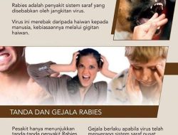 Anjing yang Terpapar Rabies di Rantau Diduga 6 Ekor