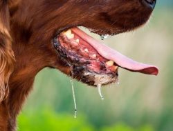 Penyebaran rabies tidak hanya dari anjing, bisa juga dari kucing