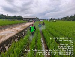 Gunakan Genta Organik, Petani di Tabalong Tekan Pengeluaran Pembelian Pupuk