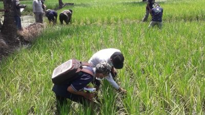 Antisipasi Fenomena El Nino, BBPP Kementan Sampaikan Pentingnya Pemantauan Pola Cuaca