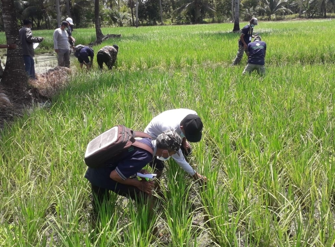 BBPP Binuang saat melakukan pengamatan dan pengendalian hama penyakit terhadap tanaman padi.