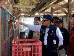 Diversifikasi Produk dan Olahan Kambing Jadi Bukti Keberhasilan P4S Lurisae Purworejo