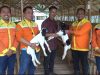 Serahkan Kambing Etawa, PT BRE Dorong Kemandirian Ekonomi Peternakan di Desa Ayunan Papan Tapin