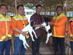 Serahkan Kambing Etawa, PT BRE Dorong Kemandirian Ekonomi Peternakan di Desa Ayunan Papan Tapin