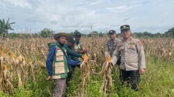 Panen Jagung Kuartal IV di Tapin Utara, Hasil Kurang Maksimal Akibat Faktor Cuaca